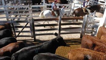 Sin reacción en vacas y toros