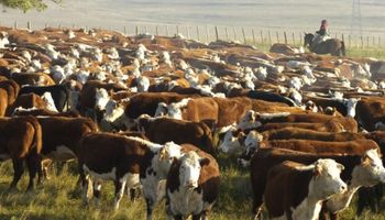 La ganadería debe decidir: ¿Consumo y/o Exportación?
