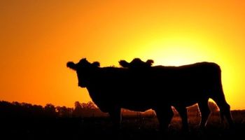 La ganadería se suma a la comercialización en el mercado de futuros