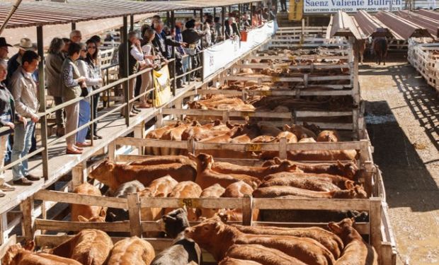 Interés solo por lo bueno en los mercados ganaderos.
