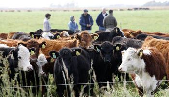 En lo que va de 2017 el precio de la hacienda perdió ante la inflación