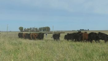 El establecimiento que logra abastecer a 500 animales en base a una estrategia sustentable