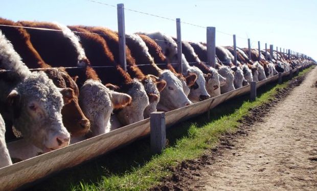 Los productores advierten que a pesar de la suba en el precio de la hacienda, todavía trabajan con márgenes muy ajustados.