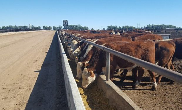 La ocupación de los corrales de las empresas socias de la Cámara Argentina de Feedlot se ubicó en un 73%.