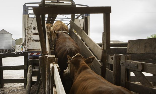 ¿Botón de pago ganadero? Cómo funciona y qué ventajas tiene para el productor porcino y bovino