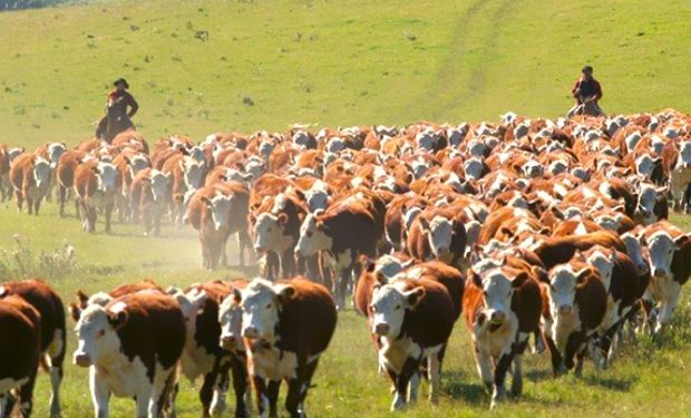 Negocio internacional de la carne bovina continúa siendo atractivo.