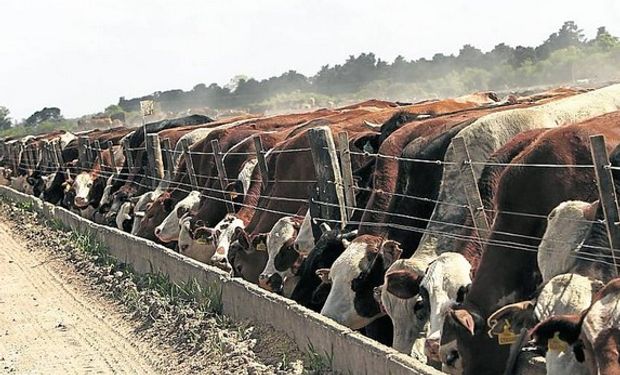 Este productor de Magdalena, Buenos Aires, lidera la entidad que representa el engorde a corral en el país.