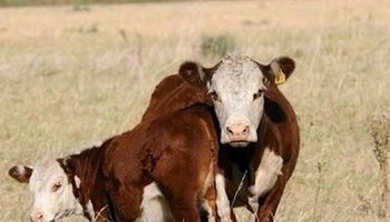 La ganadería argentina, de cara a lo que se viene