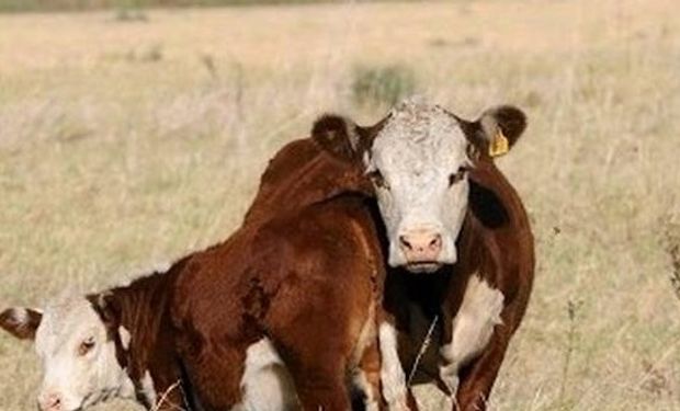 La faena de hembras descendió al 41%, lo que habla de retención.