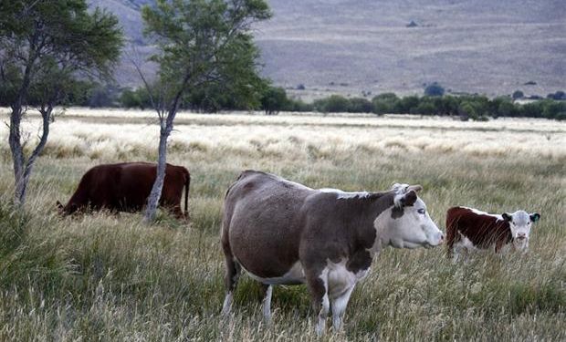 El traslado del ganado, un eje del conflicto.Foto:Alfredo Leiva La Nación