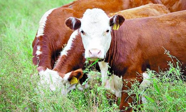 La Cámara Argentina de la Industria de Productos Veterinarios indicó que podrían incrementarse fuerte la tasa de destete, la de extracción y mejorar los índices de conversión de cada categoría.