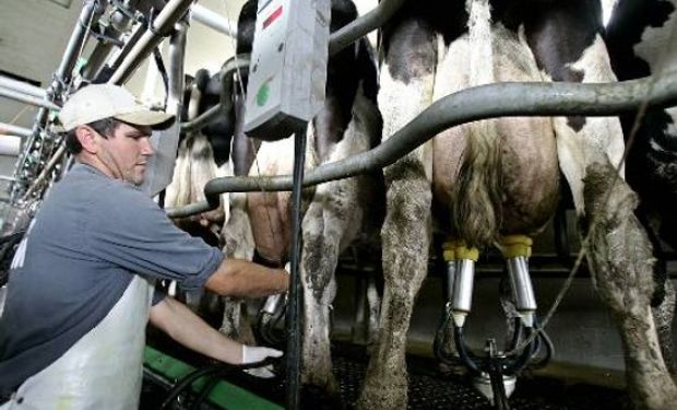 Muchos productores de leche que trabajaban con ella deberán buscar nuevos destinos para sus productos, en momentos de fuerte caída de precios.