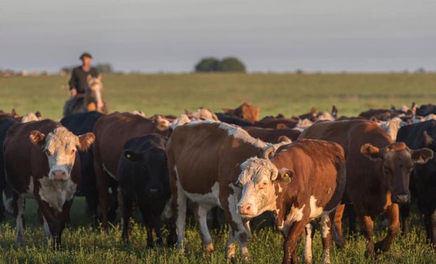 Milano sobre la tendencia de los precios de la ganadería: "Obligan a nuestros productores a invertir en lo que saben"