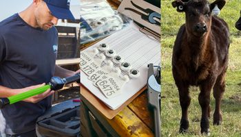 Todo sobre lo que viene en caravanas electrónicas, la nueva etapa que inicia la ganadería argentina: "No hay tiempo que perder"