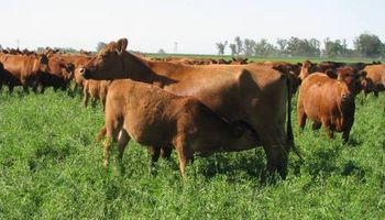 Primer kit para el diagnóstico de la neosporosis bovina
