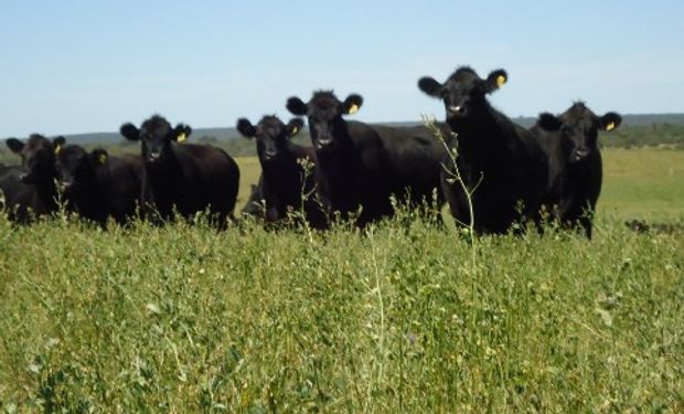 Comprobante electrónico para compraventa de carne.