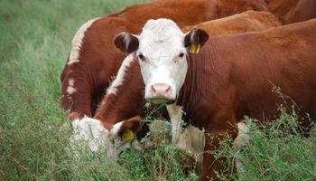 Apuestan a que acciones ligadas a la carne le ganarán a las Lebac