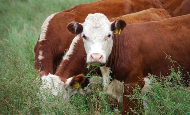 Hay expectativa de aumento en el precio de la carne.