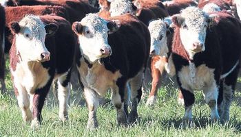 Argentina está otra vez en la mira del mundo de la carne