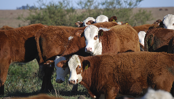 Carne sustentable: productores, empresas y organizaciones buscan establecer pautas de acción en la producción ganadera