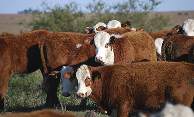 Carne sustentable: productores, empresas y organizaciones buscan establecer pautas de acción en la producción ganadera