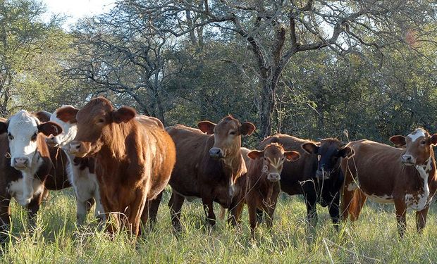“Ganadería y compromiso, diagnóstico y propuestas para el desarrollo de la cadena de ganados y carne vacuna en zonas áridas”.