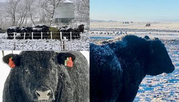 Así recibió la primer gran nevada el establecimiento ganadero que crece en plena cordillera andina: tienen 280 vientres y quieren sumar más Angus