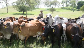 Los grandes obstáculos del sector ganadero