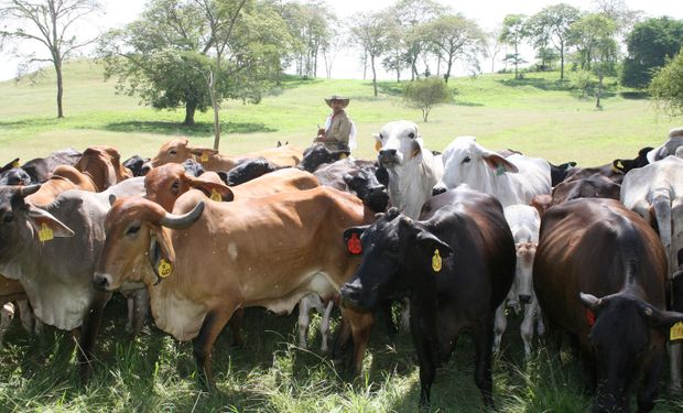 Argentina necesita 6,50 millones de cabezas para alcanzar el stock de uruguay