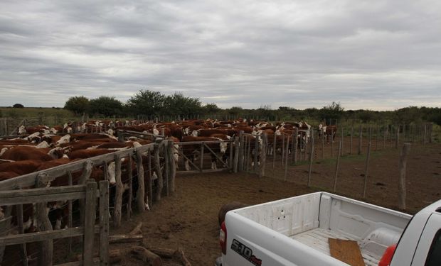 Impuesto a las ganancias: cómo se define el concepto de "establecimiento" en las empresas agropecuarias