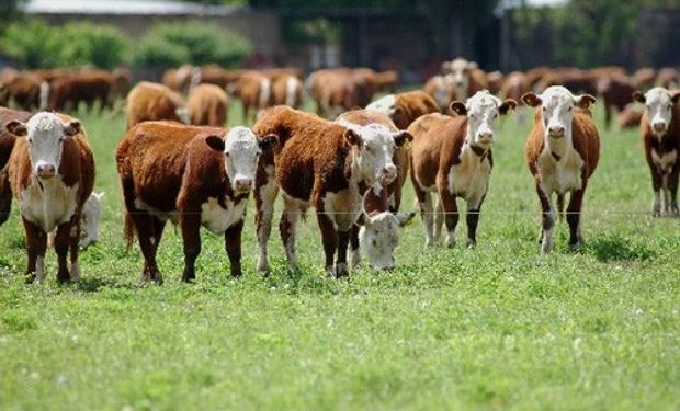 La carne del lejano oeste en San Luis