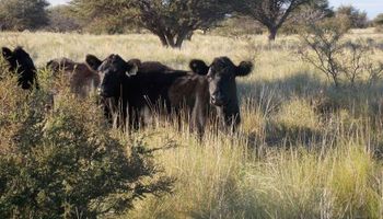 Claves para potenciar la ganadería del árido