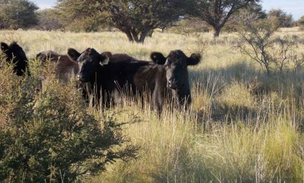 Con más de 2 millones de cabezas bovinas, esta zona recibe menos de 450 mm de precipitaciones anuales.
