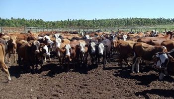 Se pierden hasta U$S 250 millones por año por la garrapata