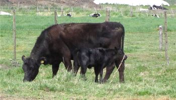 Se recupera el stock bovino gracias a la crisis agrícola