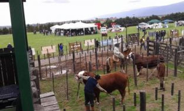 La ganadería del NOA no es ajena a la coyuntura