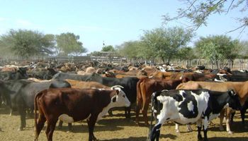Pese a las menores lluvias, ganaderos del noa ven un panorama favorable