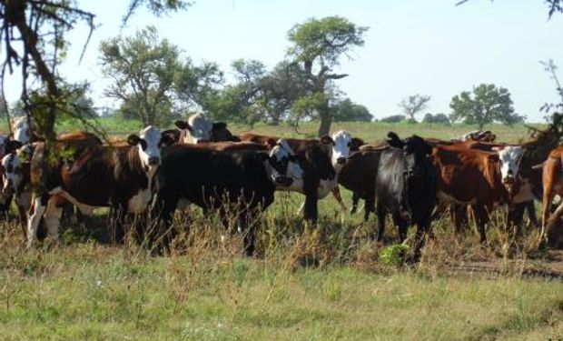 Para aumentar el número de terneros al año es necesario organizar el rodeo, planificar la oferta forrajera y hacer un buen manejo sanitario y reproductivo.