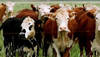 El gobierno uruguayo reducirá en un 18% el costo del gasoil a ganaderos