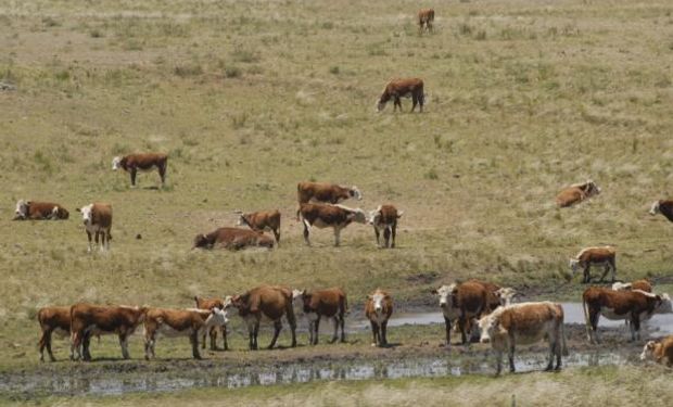 Se agudiza la falta de agua en los predios ganaderos.