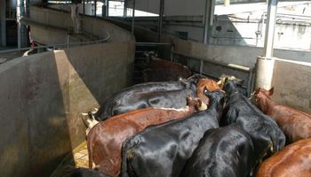 Uruguay: se reúnen por el mercado de hacienda