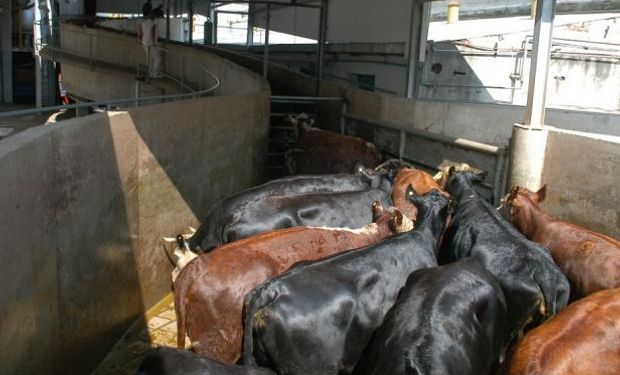 Uruguay: se reúnen por el mercado de hacienda