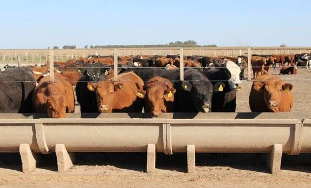 La sanidad juega un papel fundamental en el feedlot.