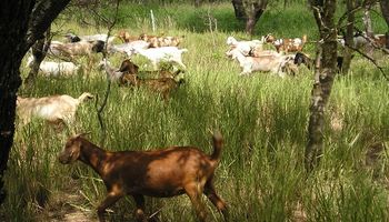 Forestación con ganadería, una alternativa que cuadruplica rendimientos con sustentabilidad