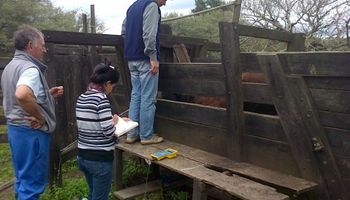 Hasta mil kilos de carne por hectárea en Formosa: ¿Cómo lo lograron?