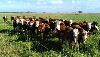 Formosa duplicó su stock ganadero