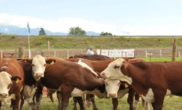 Hay muchas oportunidades en el mercado internacional para la carne argentina.