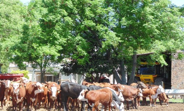 El rendimiento de indiferencia de la soja, a partir del cual iguala en términos de margen bruto a la actividad de la cría, es de 3.690 kg/ha