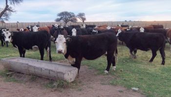 Ganadería agroecológica, un planteo que duplica la productividad