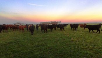 Efecto invernadero: un estudio abordó la incidencia de la ganadería